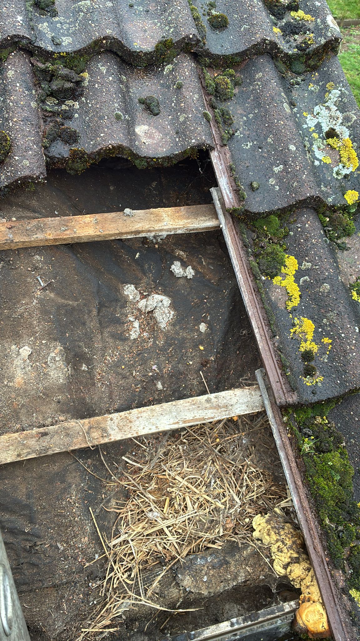 Deteriorated felt and debris beneath roof tiles at a property near Kings Lynn