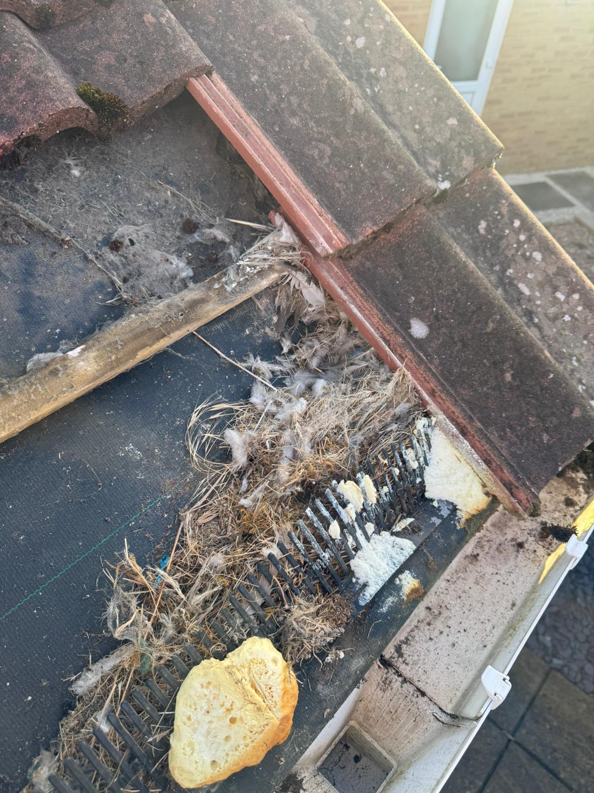Gutter completely blocked with moss debris, old mortar and nesting material on a Wisbech property