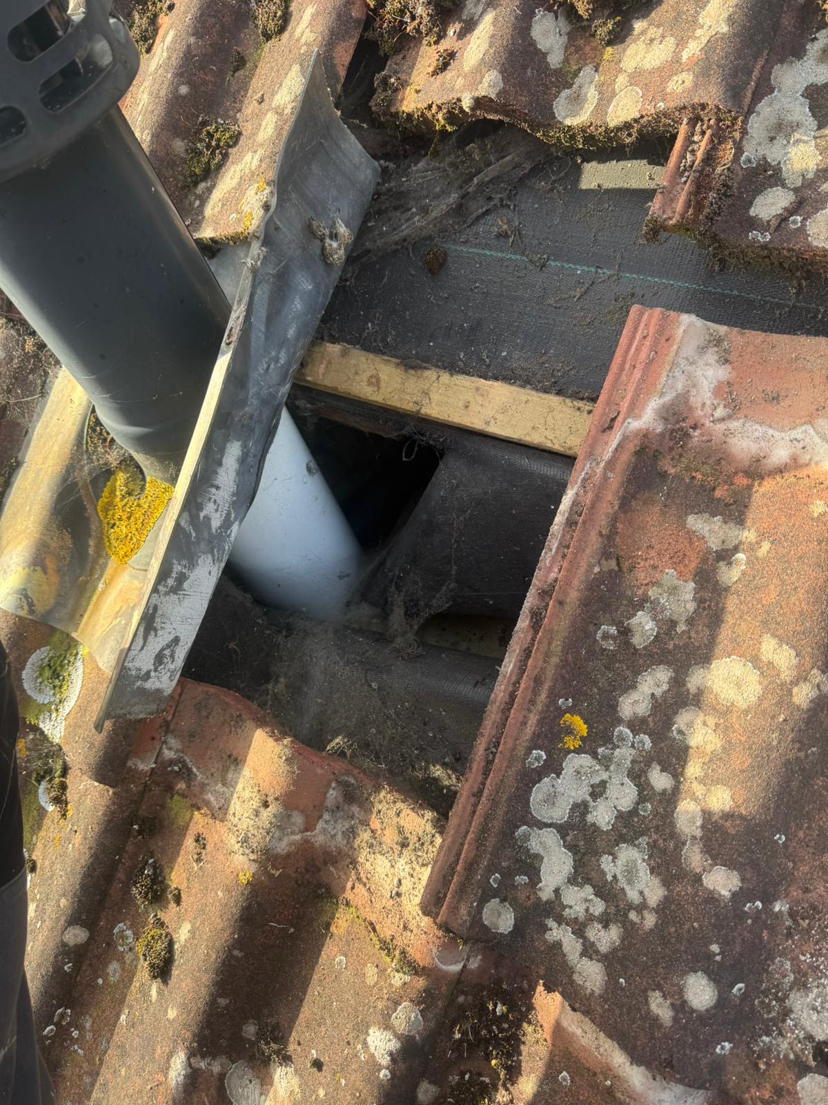 Open section of roof showing full extent of moss and mortar damage beneath tiles in Wisbech
