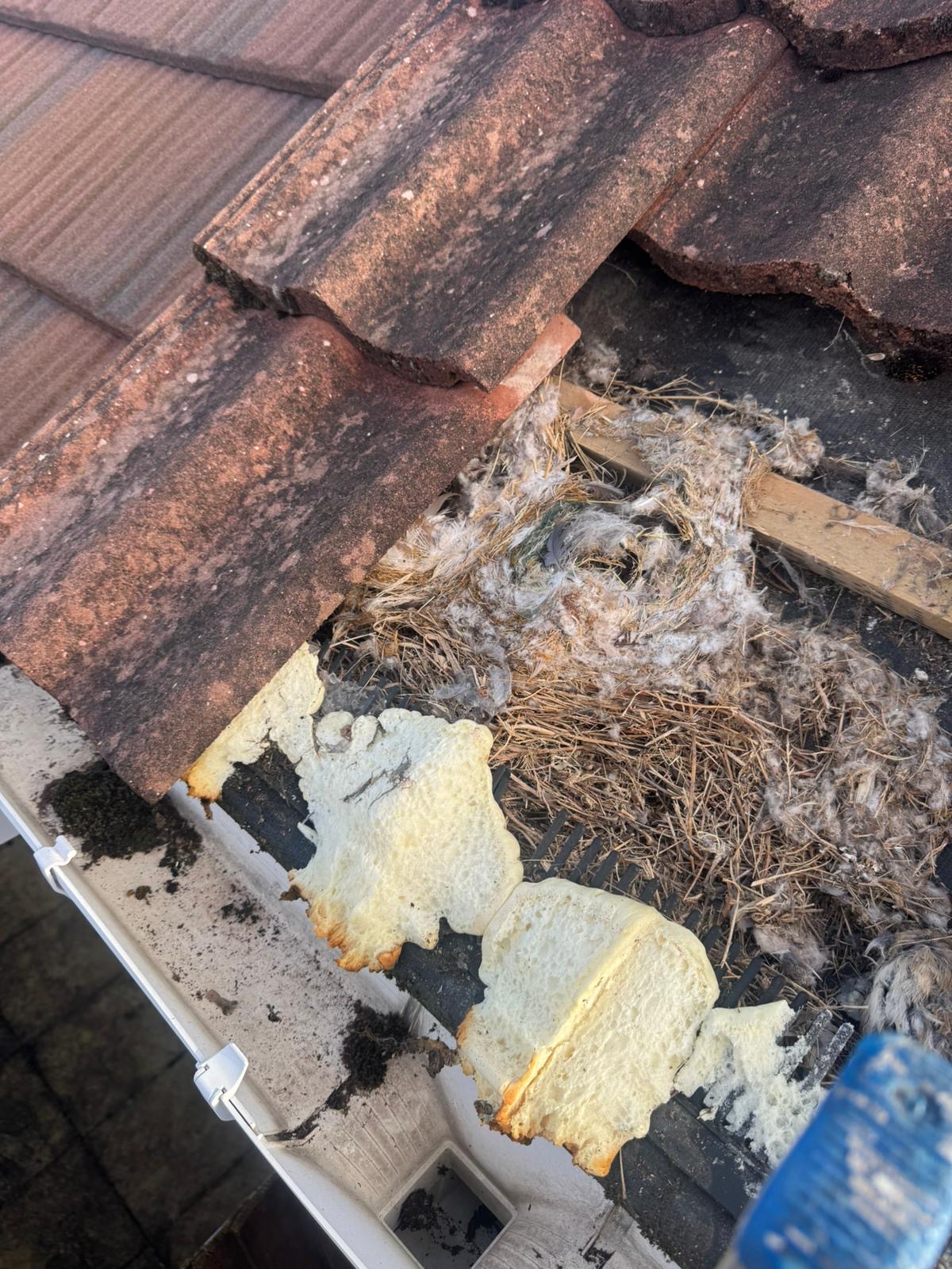 Roof valley area packed with moss debris and old materials after tile removal in Wisbech